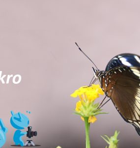 Tips dan Trik Fotografi Makro 27 Tips dan Trik Fotografi Makro 18